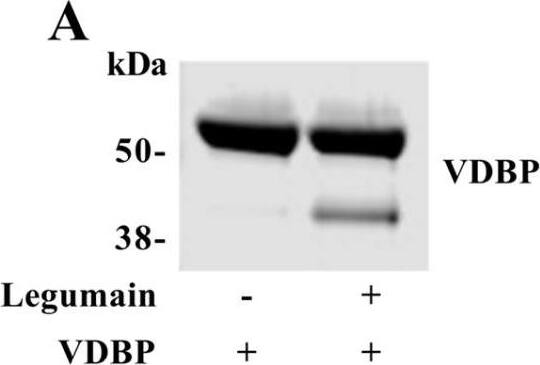 Legumain is required for VDBP processing and regulation. (A) Purified VDBP from human plasma (1.9 μM) was incubated in legumain assay buffer (pH 5.8) at 37 °C with or without purified active bovine legumain (2 μM) for 5 h before gel electrophoresis and immunoblotting of VDBP (n = 1). (B–H) Wild-type (Lgmn+/+) and legumain-deficient (Lgmn−/−) mice were treated with 50 µg/kg 25(OH)D3 (n = 6–7) or an equal volume vehicle (n = 7, control) subcutaneously every two to three days (four times in total). Tissues were harvested 24 h after the final injection (day 8). (B) One representative immunoblot of VDBP and GAPDH (housekeeping) in kidney and liver (n = 4). (C–F) Quantification of VDBP immunoband (IB) intensity as arbitrary units (ARBU) relative to GAPDH in immunoblots represented in (B) (n = 4). (C) Hepatic VDBP 45 kDa immunoband. (D) Renal VDBP 45 kDa immunoband. (E) Hepatic VDBP 55 kDa immunoband. (F) Renal VDBP 55 kDa immunoband. (G) Plasma VDBP concentration (μg/mL) was measured by ELISA (n = 6–7). (H) Hepatic VDBP mRNA expression relative to the geometric mean of CT values of four housekeeping controls (2− delta  delta CT, n = 5). (C–H) Data represent mean ± SEM. Two-way ANOVA. # p < 0.05, ## p < 0.01, ### p < 0.001 vs. different genotype, same treatment. Numbers (n) represent individual biological replicates. Image collected and cropped by CiteAb from the following open publication (//www.mdpi.com/2073-4409/13/1/36), licensed under a CC-BY license. Not internally tested by R&D Systems.