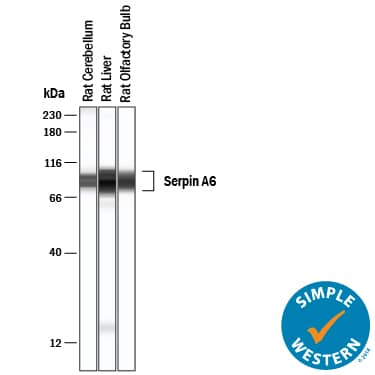 Simple Western lane view shows lysates of Rat Cerebullum, rat liver, rat olfactory bulb, loaded at 0.2 mg/mL. A specific band was detected for Serpin A6 at approximately 88 kDa (as indicated) using 10 µg/mL of Mouse Anti-Rat Serpin A6 Monoclonal Antibody (Catalog # MAB3838) . This experiment was conducted under reducing conditions and using the 12-230 kDa separation system.