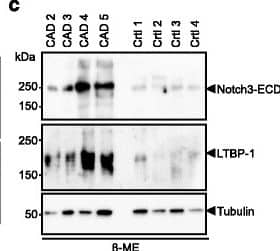 Western Blot Latent TGF-beta bp1 Antibody (35409) [Unconjugated]