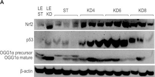 Immunoblot analysis of kidney lysates.(A) Blot membranes were incubated with the antibodies against Nrf2, p53 and 8-oxoguanine glycosylase  alpha  (OGG1 alpha ). The mean integrated optical density is related to actin for Nrf2 (B), p53 (C) and mature 8-oxoguanine glycosylase  alpha  (D) levels. Results are given as a mean ± S.E.M. KD4, KD6, KD8 – groups of Eker rats (Tsc2+/−) treated with HFKD for four, six or eight mo., respectively; ST – Eker rats fed with a standard diet; LE ST – wild-type Long Evans rats treated with a standard diet; LE KD – wild-type Long Evans rats treated with a ketogenic diet similarly to the KD6 group. *P < 0.05, **p < 0.01, ***p < 0.001 as compared to ST unless otherwise stated (horizontal line) for ANOVA with a Fisher post hoc test. Image collected and cropped by CiteAb from the following publication (//pubmed.ncbi.nlm.nih.gov/26892894), licensed under a CC-BY license. Not internally tested by R&D Systems.