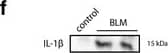Pleural cells are involved in bleomycin-induced inflammation. a Cell recruitment in PLF was assessed by total cell count at D3, D14 and D21. Results are expressed as mean ± SEM. b Inflammation was estimated by differential count in PLF after May-Grünwald Giemsa staining. Results are expressed as percentages of total cells. n = 4 for NaCl groups, n = 6 for BLM groups at D3 and D21, n = 6 for NaCl and n = 8 for BLM at D14. c, d Caspase-1 activation was assessed at D14 by c western blot in whole lung extracts (n = 3 mice/group) or by d specific caspase-1 FLICA analysis on lung section from NaCl or BLM injected mice (Representative images are shown. Active caspase-1: green, DAPI: blue, dotted lines represent the pleura, scale bars: 50 μm). e, f Met5A cells were treated with BLM (100 μM) and e activation of caspase-1 was followed (western blot; left, densitometric analysis; right). f active IL-1 beta  was assessed in the supernatant of Met5A cells after 24 h of culture. Representative results from 3 independent experiments. HSC70 serves as a loading control. *p ≤ 0.05, **p ≤ 0.01, ***p ≤ 0.001 Image collected and cropped by CiteAb from the following publication (//respiratory-research.biomedcentral.com/articles/10.1186/s12931-016-0475-8), licensed under a CC-BY license. Not internally tested by R&D Systems.