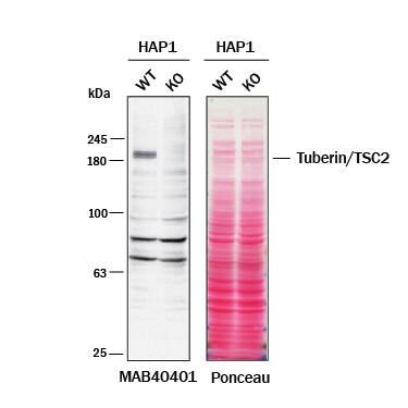Western blot shows lysates of HAP1 human near-haploid cell line and TSC2 knockout HAP1 cell line (KO). Nitrocellulose membrane was probed with 1 µg/mL of Mouse Anti-Human/Mouse TSC2 Monoclonal Antibody (Catalog # MAB40401) followed by HRP-conjugated Anti-Mouse IgG Secondary Antibody. A specific band was detected for TSC2 at approximately 190 kDa (as indicated) in the parental HAP1 cell line, but is not detectable in knockout HAP1 cell line. The Ponceau stained transfer of the blot is shown. This experiment was conducted under reducing conditions. Image, protocol, and testing courtesy of YCharOS Inc. See ycharos.com for additional details.