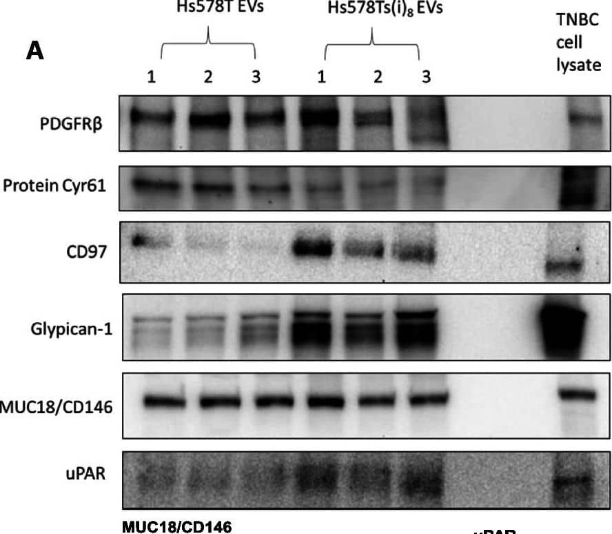 Immunoblot image are shown (A), along with densitometric analysis of (B) PDGFR beta , (C) Cyr61, (D) CD97, (E) Glypican-1, (F) MUC18/CD146 and (G) uPAR. (H) A summary of proteins detected by mass spectrometry and immunoblot. Graphs represent mean ± SEM of n = 3 independent biological experiments, shown as 1,2,3. Unpaired t-test was used as statistical test. *P < 0.05, **P < 0.01, ***P < 0.001 Image collected and cropped by CiteAb from the following open publication (//pubmed.ncbi.nlm.nih.gov/36171564), licensed under a CC-BY license. Not internally tested by R&D Systems.