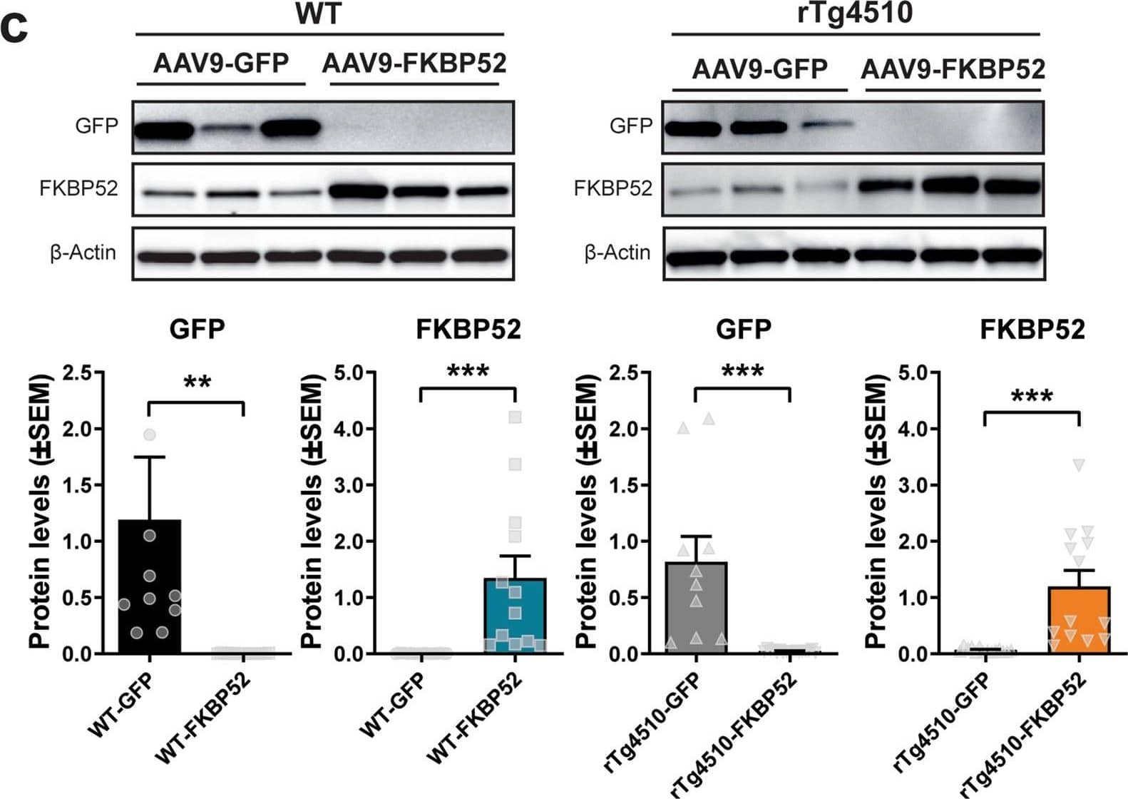 Experimental design and confirmation of GFP and FKBP52 overexpression in the hippocampus.a Timeline of bilateral hippocampal AAV injections and experiments performed in WT and rTg4510 mice. b Representative images of AAV9-GFP and AAV9-FKBP52 hippocampal sections after 3 months of viral expression. c Representative Western blots and quantification of GFP and FKBP52 overexpression in these animals. Wild-type mice [n = 16], rTg4510 mice [n = 16]. Protein levels were normalized to  beta -Actin and analyzed by unpaired t test, where statistical significance is represented by **p < 0.01 and ***p < 0.001. Scale bar represents 200 µm; inset scale represents 20 µm. AAV9 adeno-associated virus serotype 9, GFP green fluorescent protein, WT wild-type, HPC hippocampus. Image collected and cropped by CiteAb from the following open publication (//pubmed.ncbi.nlm.nih.gov/33941782), licensed under a CC-BY license. Not internally tested by R&D Systems.