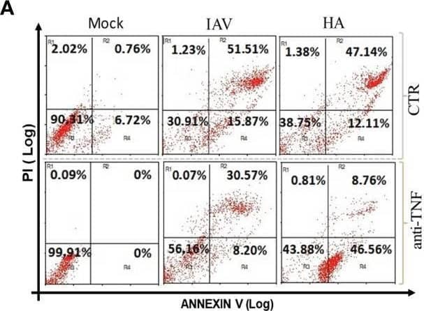IAV- and HA-induced inflammatory programmed cell death is dependent on TNF. Macrophage cultures were pretreated with 1 ng/mL anti-TNF-alpha  antibody and then infected with IAV (MOI of 0.25) or exposed to 10 ng/mL viral HA for 24 h. Cell death analysis was performed by flow cytometry analysis of annexin V/PI-positive cells (A, B). Assessment of cell viability through the measurement of LDH release in the supernatant of BMDMs (C). (D) The expression of p-RIPK1 was detected in BMDMs by Western blotting.  beta -actin levels were used as a control for protein loading. (E) Graphs of band densitometry obtained after loading normalization and expressed as fold change over mock untreated control. (F) Levels of nitrite were measured by the Griess method in the supernatant of BMDM cultures after 24 h of stimulus. The levels of (G) IL-6 and (H) IL-10 were measured by ELISA in the supernatant of BMDM cultures after 24 h of stimulation. Data are presented as the mean ± SEM of 5 independent experiments *P < 0.05 versus untreated control group (MOCK); #P < 0.05 versus respective untreated infected/stimulated group. (I) Model of A/HA-triggered necroptosis. IAV/HA triggered necroptosis by a loop of events involving TLR4, TNF-alpha , and RIPK1, leading to exacerbation of inflammation. Images were created with BioRender.com. Image collected and cropped by CiteAb from the following open publication (//pubmed.ncbi.nlm.nih.gov/36875528), licensed under a CC-BY license. Not internally tested by R&D Systems.