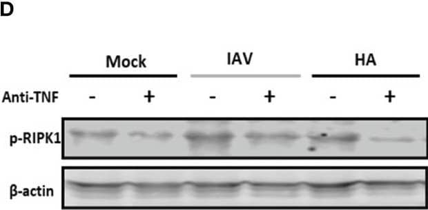 IAV- and HA-induced inflammatory programmed cell death is dependent on TNF. Macrophage cultures were pretreated with 1 ng/mL anti-TNF-alpha  antibody and then infected with IAV (MOI of 0.25) or exposed to 10 ng/mL viral HA for 24 h. Cell death analysis was performed by flow cytometry analysis of annexin V/PI-positive cells (A, B). Assessment of cell viability through the measurement of LDH release in the supernatant of BMDMs (C). (D) The expression of p-RIPK1 was detected in BMDMs by Western blotting.  beta -actin levels were used as a control for protein loading. (E) Graphs of band densitometry obtained after loading normalization and expressed as fold change over mock untreated control. (F) Levels of nitrite were measured by the Griess method in the supernatant of BMDM cultures after 24 h of stimulus. The levels of (G) IL-6 and (H) IL-10 were measured by ELISA in the supernatant of BMDM cultures after 24 h of stimulation. Data are presented as the mean ± SEM of 5 independent experiments *P < 0.05 versus untreated control group (MOCK); #P < 0.05 versus respective untreated infected/stimulated group. (I) Model of A/HA-triggered necroptosis. IAV/HA triggered necroptosis by a loop of events involving TLR4, TNF-alpha , and RIPK1, leading to exacerbation of inflammation. Images were created with BioRender.com. Image collected and cropped by CiteAb from the following open publication (//pubmed.ncbi.nlm.nih.gov/36875528), licensed under a CC-BY license. Not internally tested by R&D Systems.