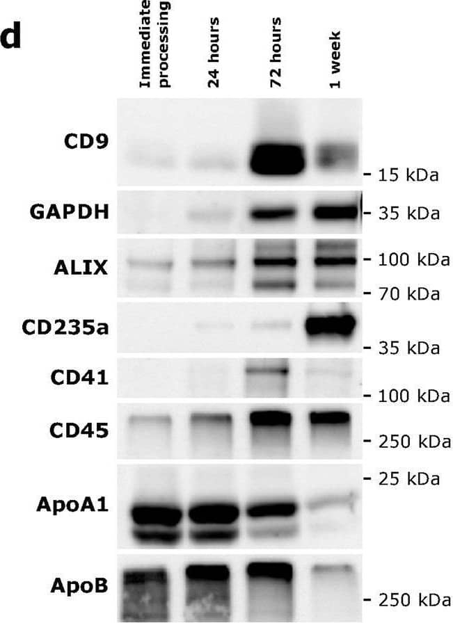 Particle number increases proportionally with needle-to-processing time. (a) A set of four peripheral blood samples was each collected in n=4 biological replicates Streck Cell-Free DNA BCT. EV enrichment was performed by differential ultracentrifugation (dUC), followed by SEC. EV-enriched fractions were analyzed by NTA, BCA and WB. (b) Particle numbers obtained from the different needle-to-processing times, measured by NTA. Data normalized to the control condition of immediately processed blood. Mean of normalized value is displayed for each needle-to-processing time and statistical significance is assessed using one sample t test (Bonferroni-Holm-adjusted p-values) with *p=0.0175 (24 h), **p=0.0033 (72 h) and **p=0.0033 (1 week). (c) Median size of particles recovered in EV-enriched fractions from the different needle-to-processing times. Mean value is displayed for each needle-to-processing time and statistical significance is assessed using paired t test (Bonferroni-Holm-adjusted p-values) with **p=0.0014 (24 h vs. immediate processing), ***p=0.0006 (72 h vs. immediate processing) and ***p=0.0006 (1 week vs. immediate processing). In (b) and (c) symbols signify independent biological replicates. (d) Representative immunoblotting image to characterize particles obtained according to EV markers, cell-specific markers and apolipoprotein markers. Original blots are presented in Supplementary Fig. S10 online. (e)-(g) Quantification of band intensities in (d). Image collected and cropped by CiteAb from the following open publication (//pubmed.ncbi.nlm.nih.gov/40624148), licensed under a CC-BY license. Not internally tested by R&D Systems.