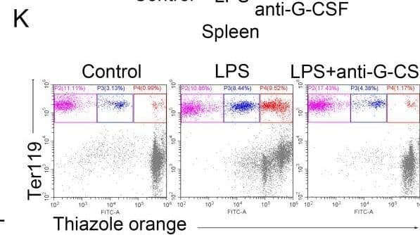 Flow Cytometry G-CSF Antibody (67604) [Unconjugated]
