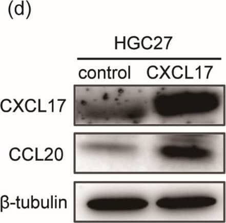 Overexpression of CXCL17 upregulated CCL20 expression. Eighty-nine DEGs (a) shared by CXCL17 and GPR35 were used for PPI analysis (b). CXCL17 mRNA level in the CCLE cell lines (c). The protein level of CCL20 was significantly upregulated after transfecting a CXCL17 overexpression plasmid into the HGC27 cells (d). The mRNA level of SFRP2 (e) was downregulated upon the overexpression of CXLC17, while the CDX1 level (f) remained unchanged. ** p < 0.01. ns, no significance; PPI, protein–protein interaction; CCLE, Cancer Cell Line Encyclopedia. Image collected and cropped by CiteAb from the following open publication (//pubmed.ncbi.nlm.nih.gov/36614059), licensed under a CC-BY license. Not internally tested by R&D Systems.