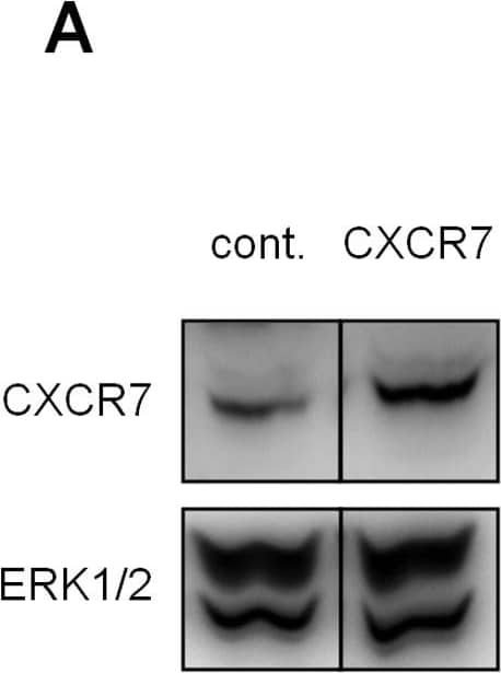 Impact of CXCR7 over-expression on the E2-dependent and -independent growth of MCF-7 cells.MCF-7 cells were transiently transfected with either a control expression vector or one containing the human CXCR7 open reading frame. (A) Total protein extracts were prepared 48 h after transfection, and a Western blot analysis was performed to confirm CXCR7 over-expression. (B) Transfected cells were cultured in the presence of EtOH (−) or 10−8 M E2 (+) for seven days. E2-dependent and E2-independent cell growth rates were then evaluated by cell count of three independent experiments (n = 3). The results are expressed as a percentage of the relative cell number obtained from control cells treated with E2 (considered as 100%). Significant differences (p<0.05) between transfected cells in the absence of E2 are indicated by an asterisk and between transfected cells in the presence of E2 by a sharp symbol. (C) A proposed model for the involvement of the CXCL12 signaling axis in E2-dependent and -independent cell growth is shown. The binding of CXCL12 to CXCR4 and CXCR7 leads to the stimulation of cell growth through diverse pathways [28]. CXCR7 can also modulate CXCL12 availability by removing the chemokine from the extracellular space (left panel). Estrogens could stimulate cell growth by favoring the activation of CXCL12 through CXCR4 and reducing the expression of CXCR7 (right panel). Image collected and cropped by CiteAb from the following open publication (//pubmed.ncbi.nlm.nih.gov/21695171), licensed under a CC-BY license. Not internally tested by R&D Systems.