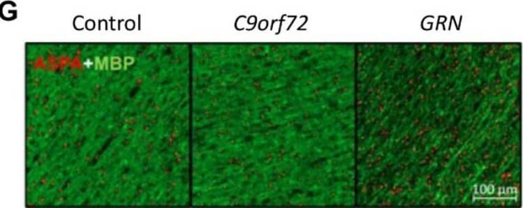 Immunohistochemistry MBP Antibody (932908) [Unconjugated]