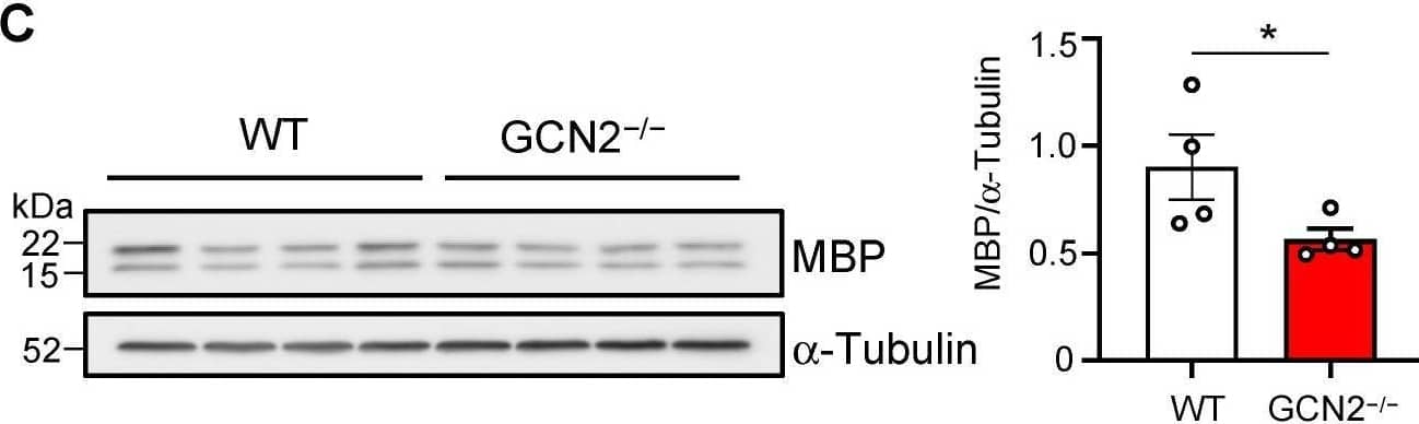 Western Blot MBP Antibody (932908) [Unconjugated]