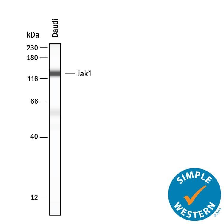 Simple Western Jak1 Antibody (452804) [Unconjugated]