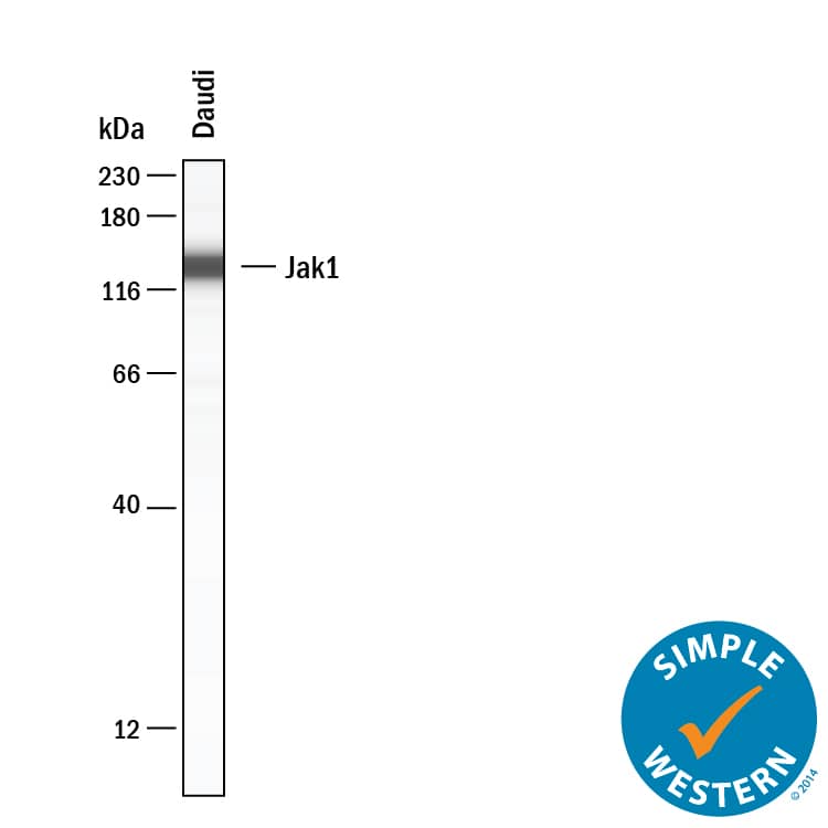 Simple Western Jak1 Antibody (413104) [Unconjugated]