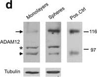 ADAM12 expression is upregulated in claudin-low breast cancer cells and in subpopulations enriched for CSCs. a. Cell surface expression of ADAM12 protein in breast cancer cell lines was evaluated by flow cytometry. Red, anti-ADAM12 antibody staining; gray, isotype control antibody staining. b Total cellular expression of ADAM12 was analyzed by Western blotting after partial purification of ADAM12 on concanavalin A (conA) agarose, as described [42]. GAPDH in the input fractions shows comparable conA agarose loading for all cells. Arrow, the nascent full length ADAM12; arrowhead, the processed form lacking the N-terminal pro-domain. c CSC signature score versus ADAM12 mRNA expression in 51 breast cancer cell lines. The CSC signature scores were calculated based on ref. [22] and microarray expression data retrieved from GEO:GSE69017, as described in Methods. Cell lines analyzed in panels a and b are shown in red. d ADAM12 protein levels in total lysates of SUM159PT cells grown as attached monolayers or as mammospheres, analyzed by Western blotting. Arrow, the nascent full length ADAM12; arrowhead, the processed form lacking the N-terminal pro-domain; *, a non-specific band. Positive control represents ADAM12 after partial purification on conA agarose. e Cell surface expression of ADAM12 in SUM159PT cells treated for 6 days with DMSO (control) or with 10 nM paclitaxel (PTX), and then allowed to recover for 6 days without PTX, was examined by flow cytometry. The population of cells with the highest expression of ADAM12 is shown in red. FSC, forward scatter Image collected and cropped by CiteAb from the following publication (//pubmed.ncbi.nlm.nih.gov/28148288), licensed under a CC-BY license. Not internally tested by R&D Systems.