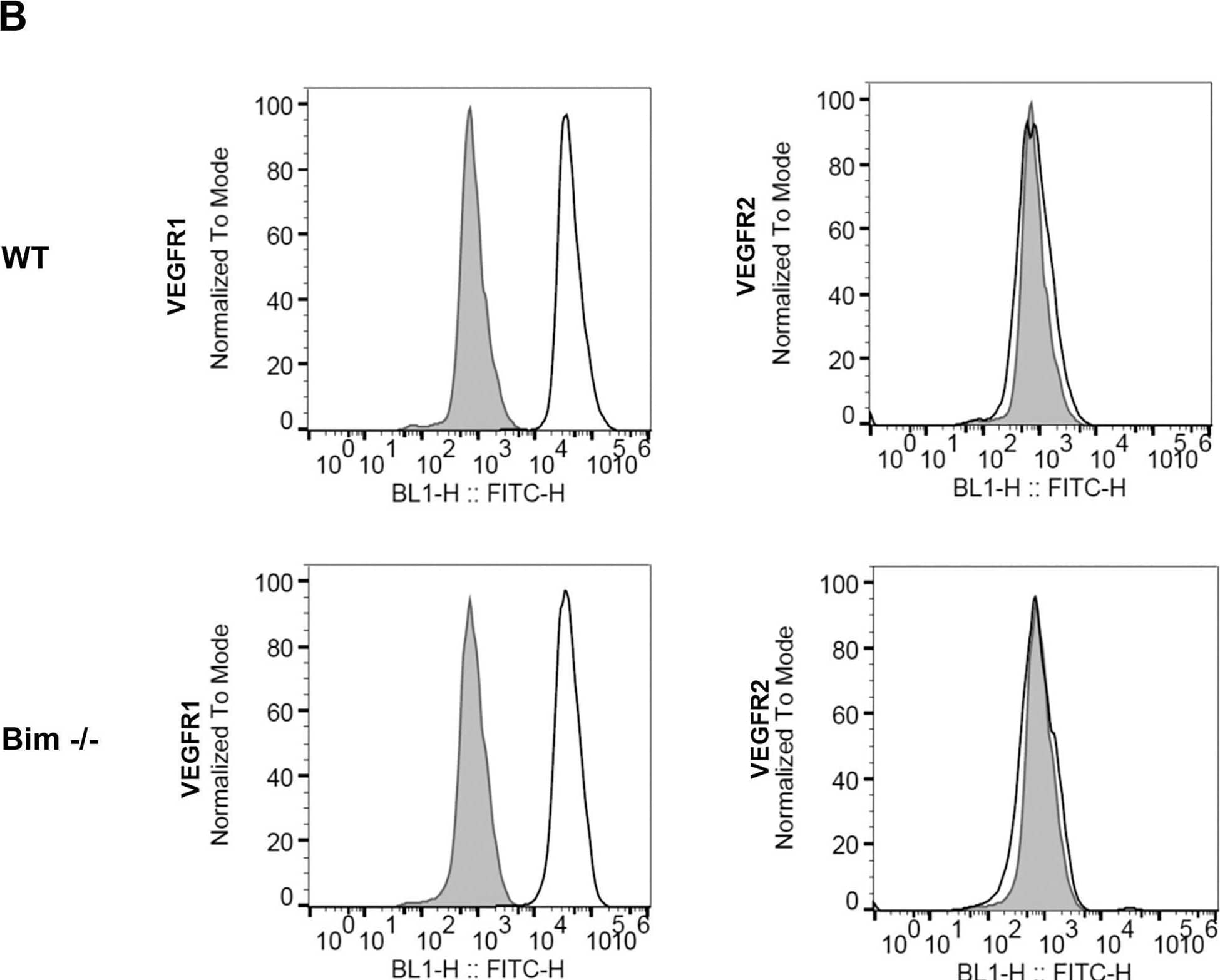 Increased VEGF expression in the absence of Bim. In Panel A, VEGF levels of wild-type and Bim -/- astroglial cells were determined utilizing an ELISA as described in the Methods section. In Panel B, FACScan analysis was employed to assess VEGFR1 and VEGFR2 expression in wild-type and Bim -/- astroglial cells. The shaded histogram denotes staining in the presence of control IgG. Please note increased VEGF expression in the absence of Bim. No VEGFR2 expression was noted in retinal astroglial cells. (P***< 0.001; n = 6; student’s unpaired t-test (2-tailed) was utilized). Image collected and cropped by CiteAb from the following open publication (//pubmed.ncbi.nlm.nih.gov/32365083), licensed under a CC-BY license. Not internally tested by R&D Systems.