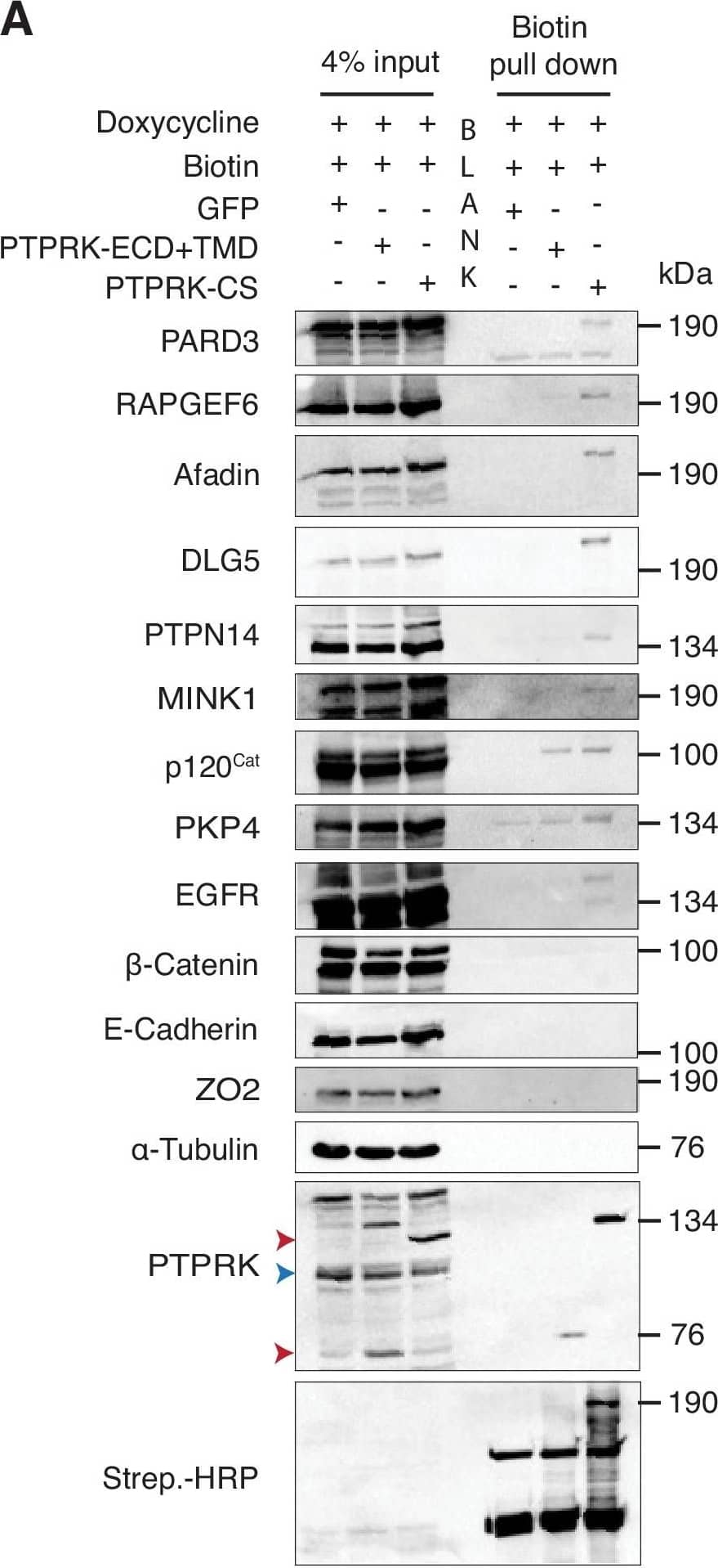 Western Blot PTPN14/PTPD2 Antibody (448701)