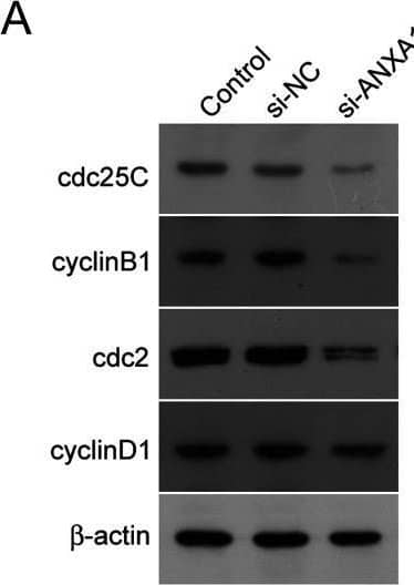 Western Blot CDC25C Antibody (461908) [Unconjugated]