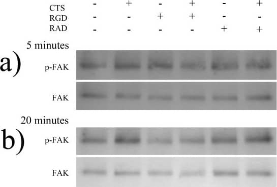 Phosphorylation of FAK following treatment of AF cells derived from non-degenerate IVDs with 1.0 Hz CTS, with and without pre-treatment with RGD or RAD peptides.AF cells derived from non-degenerate IVDs (n = 4) were treated+/− RGD (50 µg/ml) or RAD (50 µg/ml) peptides, and mechanically stimulated (10% CTS, 1.0 Hz frequency) in serum-free media and total protein extracted at timepoints of 5 and 20 minutes. Mechanically stimulated and unstimulated,+/− RGD or RAD peptides, non-degenerate protein samples (5 µg/well) exposed to A) 5 minutes and B) 20 minutes of CTS, were separated using 10% SDS-PAGE and probed using primary antibodies against phosphorylated FAK. Blots were then stripped using a stripping buffer, re-blocked and probed using an antibody against total FAK protein. C) The density of bands were quantified using a Syngene imaging system and the ratio of phosphorylated: total FAK protein normalised to timepoint controls and plotted as % change. *denotes a significant change (p≤0.05) between treatment groups. Image collected and cropped by CiteAb from the following open publication (//pubmed.ncbi.nlm.nih.gov/24039840), licensed under a CC-BY license. Not internally tested by R&D Systems.