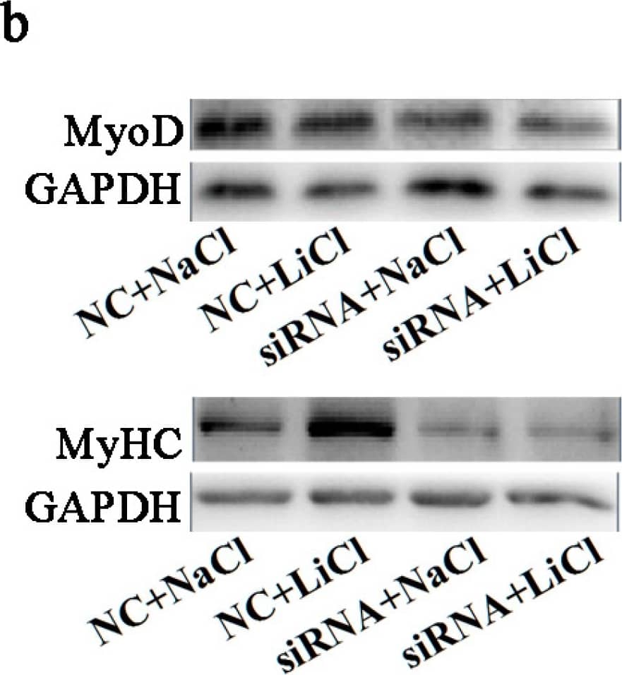 LiCl rescued the inhibitory effect of BAMBI siRNA on C2C12 myogenic differentiation. All the cell samples were harvested after transfection and myogenic induction for 48 and 96 h. (a) The mRNA expression of MyoD at 48 h and that of MyoG and MyHC at 96 h; (b) the western blot images of MyoD, MyHC, and GAPDH; (c) the protein expression of MyoD at 48 h and MyHC at 96 h; (d) immunofluorescence images of MyHC in C2C12 myotubes at 96 h post differentiation, images captured at 100× magnification; (e) the populations of myotubes; (f) the differentiation index and (g) the myotube fusion index. The results were represented as mean ± SD; n = 3; * p < 0.05; ** p < 0.01. Image collected and cropped by CiteAb from the following publication (//www.mdpi.com/1422-0067/16/8/17734), licensed under a CC-BY license. Not internally tested by R&D Systems.