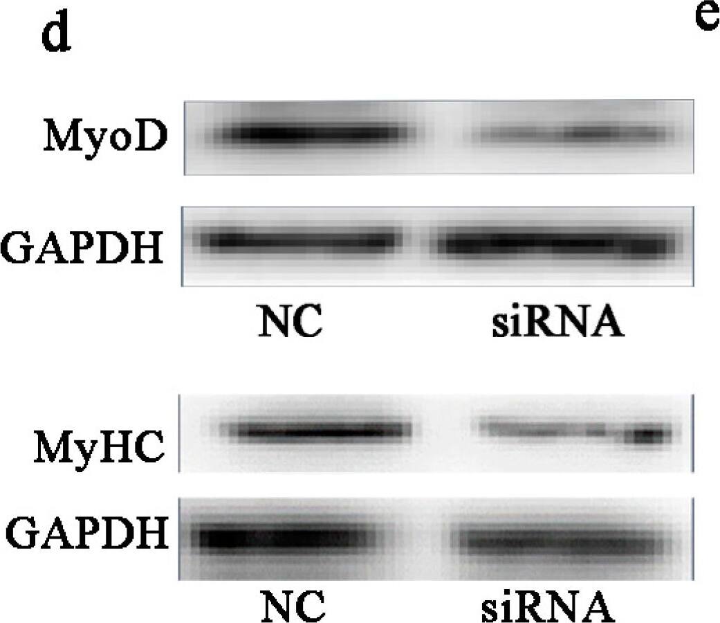 <b>Genetic Strategies Validation. </b>Knockdown of BAMBI inhibited myogenic differentiation. All the cell samples were harvested after transfection and myogenic induction for 48 and 96 h. (a) The western blot images of BAMBI and GAPDH; (b) the efficiency of siRNA interference on the mRNA and protein expression of BAMBI; (c) the mRNA expression of MyoD at 48 h and that of MyoG and MyHC at 96 h; (d) the western blot images of MyoD at 48 h, MyHC at 96 h, and their corresponding GAPDH; (e) the protein expression of MyoD at 48 h and MyHC at 96 h; (f) immunofluorescence of MyHC in C2C12 myotubes at 96 h post differentiation, images captured at 100× magnification; (g) the populations of myotubes; (h) the differentiation index; and (i) the myotube fusion index. The results were represented as mean ± SD; n = 3; * p < 0.05; ** p < 0.01. Image collected and cropped by CiteAb from the following publication (//www.mdpi.com/1422-0067/16/8/17734), licensed under a CC-BY license. Not internally tested by R&D Systems.