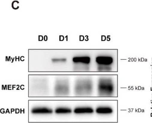 Has2os expression was increased in differentiated muscle cells. (A). The morphological changes in C2C12 cells before and after differentiation. D0 represents cells in growth medium, and D1, D3, and D5 represent cells switched into differentiation medium for 1, 3, or 5 days. Scale bar = 200 μm. (B). The mRNA expression levels of the myogenic marker MyHC, Mef2C, MyoD, and MyoG were measured before and after the differentiation of C2C12 cells. (C). The protein expression levels of myogenic markers MyHC and MEF2C were detected by Western blot. GAPDH was the internal control. (D). Relative expression in (C) were calculated. (E). The expression levels of Has2os in D0, D1, D3, and D5. GAPDH was the internal control. Values were presented as means ± SEM. The statistical significance was calculated by t-test. Image collected and cropped by CiteAb from the following open publication (//pubmed.ncbi.nlm.nih.gov/36359891), licensed under a CC-BY license. Not internally tested by R&D Systems.