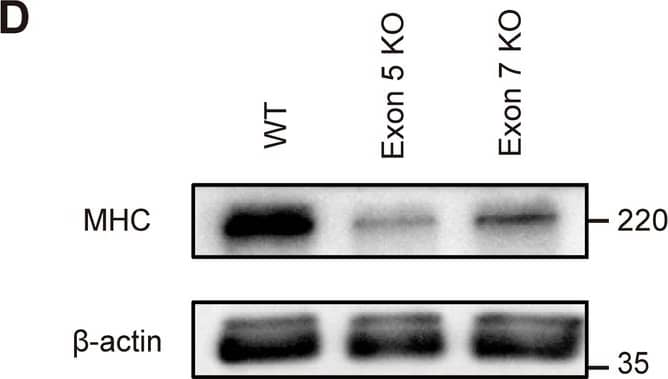 Hoil-1l knockout C2C12 shows impaired myotube differentiation. (A) Schematic presentation of reported mutations and Hoil-1l knockout locus of C2C12 myoblast in HOIL-1L protein domains and amino acid sequences near the KO sites. (B) Immunoblot analysis of lysates of WT and Hoil-1l knockout myoblasts on day 5. Although HOIP and SHARPIN levels were decreased, HOIL-1L expression level was remarkably decreased in KO C2C12 derived myotubes. (C) Fusion index and MHC density were calculated on day 5. All data are presented as mean ± SEM. P values from Welch’s t-test. WT vs Exon 5 KO and Exon 7 KO. *P < 0.05, **P < 0.01. (D) Western blotting shows impaired expression of MHC in Hoil-1l knockout C2C12 myotube. Image collected and cropped by CiteAb from the following open publication (//www.nature.com/articles/s41598-024-57504-1), licensed under a CC-BY license. Not internally tested by R&D Systems.