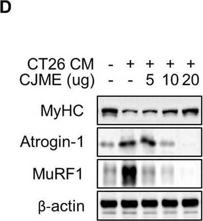 The effects of CJME on CT26 conditioned medium (CM) induced-myotube atrophy. The C2C12 myoblasts were differentiated for 2 days and induced to form myotubes. (A) Effect of CJME on differentiated myotubes viability were determined using WST-1 assay. (B) Indicated CJME concentrations were used for pretreatment 1 h prior to treatment with CT26 CM for 48 h in differentiated myotubes. mRNA levels of (B) Atrogin-1 and (C) MuRF1 were determined using real-time PCR. Relative mRNA expression levels were normalized to those of GAPDH. (D) Protein levels of MyHC, Atrogin-1 and MuRF1 were analyzed via immunoblotting in cells cultured as described in B. (E) Differentiated myotubes were cultured as described in B, fixed with 4% PAF and stained with Crystal violet. Representative images of stained myotubes were shown (left). The scale bar represents 200 μm. Myotube thickness was measured using Image J 1.53 software (right) (F) Differentiated myotubes were pretreated with 20 μg/mL of CJME for 1 h and exposed to CT26 CM for various times (0, 3, 6, 12, 24, and 48 h). Then, phosphorylation of STAT1, STAT2, STAT3, ERK, JNK, p38, IKK alpha / beta  and I kappa B alpha  was examined using immunoblotting (left). Quantified data for STAT3 were measured using Image J 1.53 software (right) (G) Differentiated myotubes were cultured as described in B, secreted levels of IL-6 in the culture medium were measured using ELISA. Data are representative of either two independent experiments. Data are presented in terms of the mean ± standard deviation and analyzed using a one-wayANOVA or Student's t-test. P value of <0.05 (*), <0.01 (**), <0.001 (***), or <0.0001 (****) were considered statistically significant. Image collected and cropped by CiteAb from the following open publication (//pubmed.ncbi.nlm.nih.gov/40469669), licensed under a CC-BY license. Not internally tested by R&D Systems.