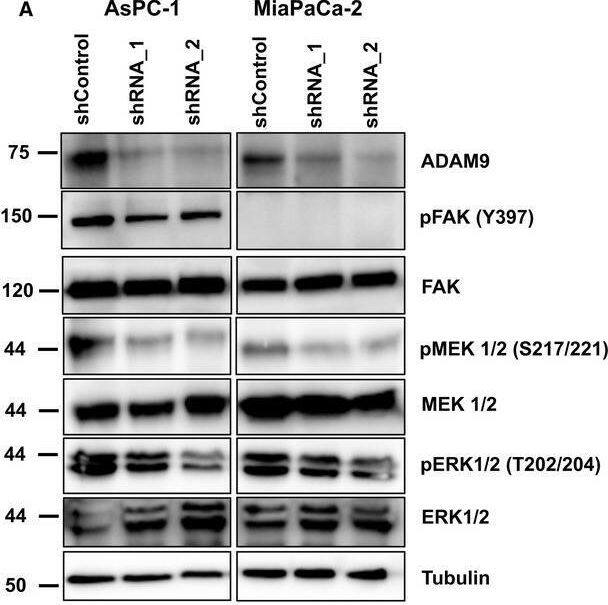 ADAM9 affects auto‐/paracrine MEK/ERK signaling. (A) Western blot of phosphorylation of MEK1/2 (S217/221) and ERK1/2 (T202/204) in AsPC‐1 and MiaPaCa‐2 cells following ADAM9 expression silencing. In AsPC‐1 cells, we observed decreased pFAK (Y397), which was absent in MiaPaCa‐2 cells. Quantitation of pFAK, pMEK1/2, and pERK1/2 in AsPc‐1 and MiaPaCa‐2 cells from three independent experiments. (B) Western blot analysis shows decreased phosphorylation of MEK1/2 (S217/221) and ERK1/2 (T202/204) in HUVEC cells following 30 min of incubation with cancer cell conditioned medium from both AsPC‐1 and MiaPaCa‐2 cells. Image collected and cropped by CiteAb from the following open publication (//pubmed.ncbi.nlm.nih.gov/30556643), licensed under a CC-BY license. Not internally tested by R&D Systems.