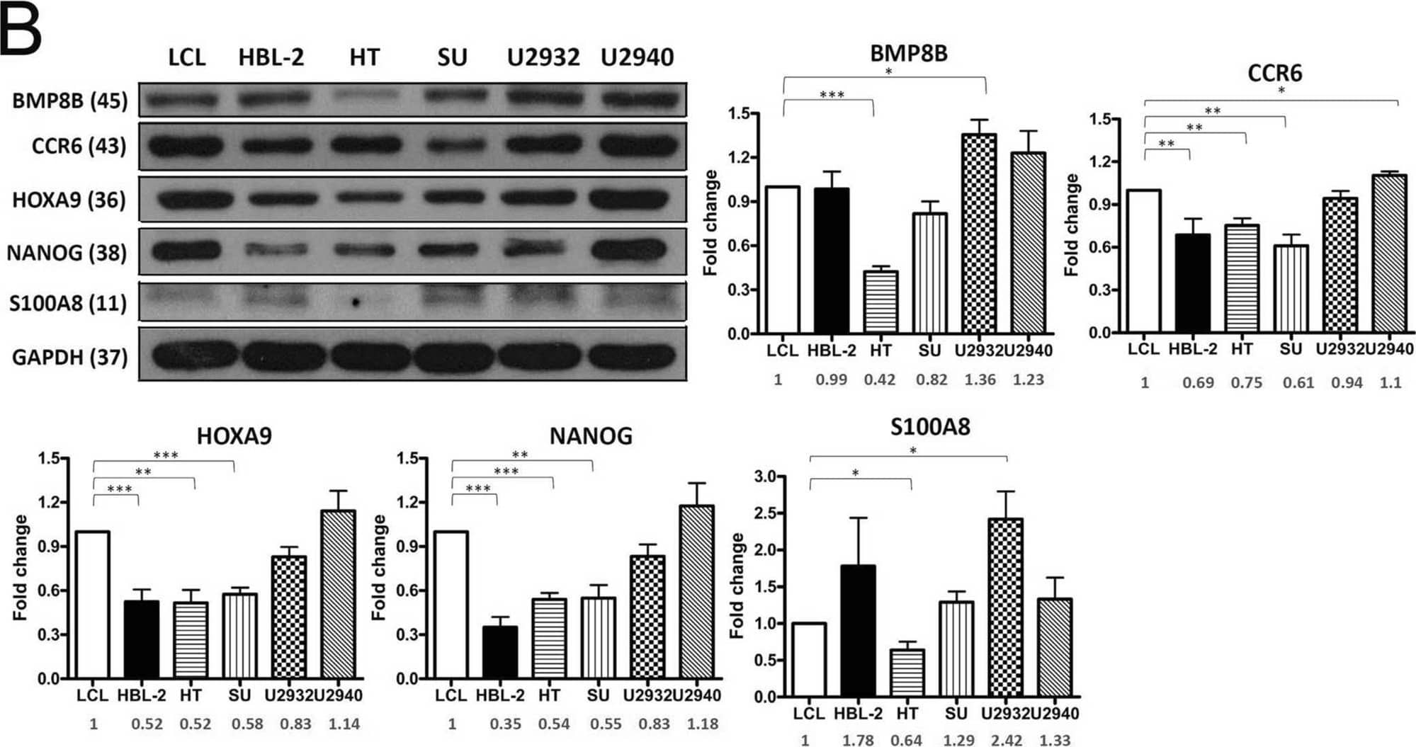 Quantitative PCR and immunoblotting of five candidate gene products in DLBCL and LCL lines. (A) Reverse transcriptase and real-time PCR analysis of mRNAs for BMP8A, CCR6, HOXA9, NANOG and S100A8 in LCL and DLBCL (HBL-2, HT, SU-DHL-5, U2932 and U2940) cell lines. Data were normalized by the amount of GAPDH mRNA, expressed relative to the corresponding value for LCL, and are shown as means ± SD from triplicate data. (B) After quantification of Western blot intensity, the relative expression levels of each protein are shown with normalization of GAPDH. U2940 cells have the highest expression of the stem cell genes, HOXA9 and NANOG. Molecular weight listed in parenthesis. Error bars represent the standard error of the mean of three independent experiments. *p < 0.05, **p < 0.01, ***p < 0.001, Student t-test. Image collected and cropped by CiteAb from the following open publication (//pubmed.ncbi.nlm.nih.gov/33288848), licensed under a CC-BY license. Not internally tested by R&D Systems.