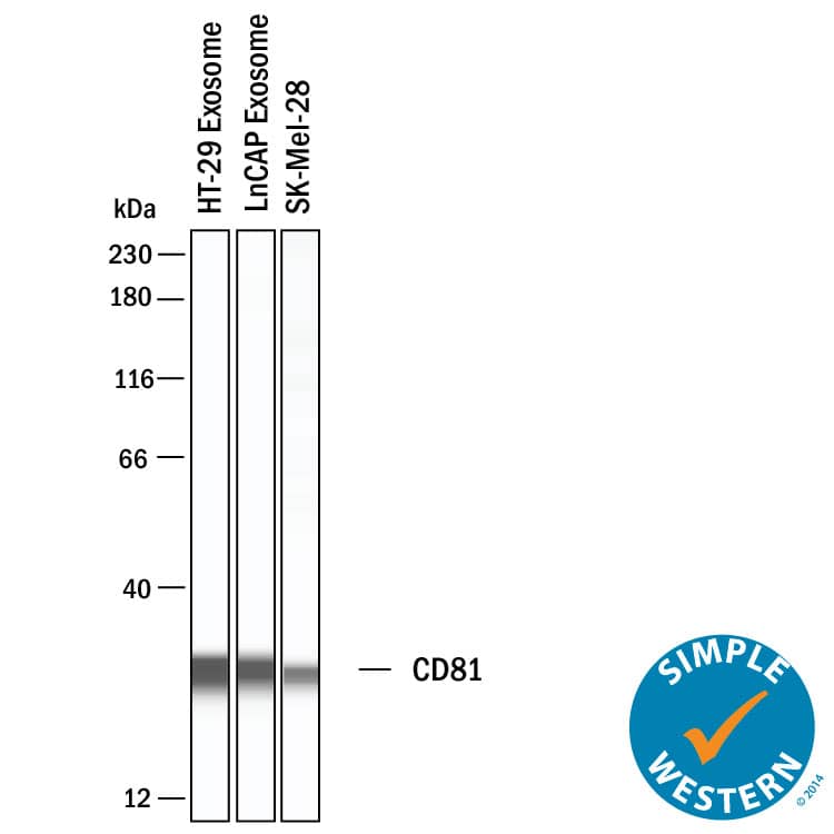 Simple Western shows lysates of Exosome Standards (HT-29) (NBP3-11685), Exosome Standards (LNCaP) (NBP3-11687) and SK‑Mel‑28 human malignant melanoma cell line, loaded at 0.5 mg/ml. A specific band was detected for CD81 at approximately 29 kDa (as indicated) using 20 µg/mL of Rabbit Anti-Human CD81 Monoclonal Antibody (Catalog # MAB46152). This experiment was conducted under reducing conditions and using the 12-230 kDa separation system.