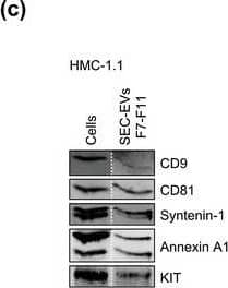 HMC‐1‐derived EVs contain KIT and canonical EV protein markers. (A, B) Detection of canonical EV marker (A) and mast cell marker proteins (B) as well as calreticulin as an exclusion marker in HMC‐1.1 and HMC‐1.2 cells and secreted EVs. 30 μg of protein of cell or EV lysates were separated by SDS‐PAGE, blotted and probed with the indicated antibodies. (C) HMC‐1.1‐derived EVs were separated from soluble protein by size exclusion chromatography (SEC; qEVoriginal70) and eluted as pooled fractions F7‐F11, followed by filter concentration. Cell (30 μg) and EV lysates (15 μg) were analyzed by immunoblotting with the indicated antibodies. The dashed line indicates the samples were run on the same blot, but not in contiguous lanes. (D) A representative graph showing the concentration and size measurement of SEC‐isolated EVs (C) by nanoparticle tracking. The average profile of five workflow repetitions is displayed. (E) Workflow of the immunocapture of EV subpopulations. EVs are bulk‐isolated from pre‐cleared cell culture media by PEG‐precipitation and incubated with antibody‐conjugated beads allowing for immunocapture of specific EV subpopulations. (F) Representative Western blot of CD9‐, CD81‐ and CD63‐immunocaptured EVs. Each bead capture was performed from an equal number of HMC‐1.1‐derived EVs (1.9 × 1010 EVs). Unconjugated beads served as a negative control. The presence of canonical EV protein markers as well as KIT in the EV subpopulations were determined by immunoblotting. *, signal from previous probing with a flotillin‐1 antibody Image collected and cropped by CiteAb from the following open publication (//pubmed.ncbi.nlm.nih.gov/36239715), licensed under a CC-BY license. Not internally tested by R&D Systems.