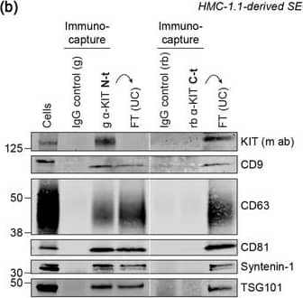 KIT‐containing EVs can be isolated by immunocapture. (B) Representative immunoblots showing the canonical EV marker content of KIT‐EVs captured from HMC‐1.1‐derived EVs that isolated by size exclusion chromatography (SEC). Three different antibodies directed against N‐t, C‐t (left panel) or full‐length (fl) KIT protein (right panel) used for immunocapturing of KIT‐containing EVs. Each pulldown was performed from vesicles secreted by 20 × 106 cells&collected in SEC fractions seven to nine. Unbound EVs in the flow‐through (FT) pelleted by ultracentrifugation (UC) to demonstrate the capture efficiency. Beads conjugated to isotype control antibodies served as negative controls. Cell lysates (30 μg) included. g, goat; rb, rabbit; m, mouse. Dashed lines imply lanes from the same blot that not loaded contiguously. Image collected & cropped by CiteAb from the following open publication (//pubmed.ncbi.nlm.nih.gov/36239715), licensed under a CC-BY license. Not internally tested by R&D Systems.