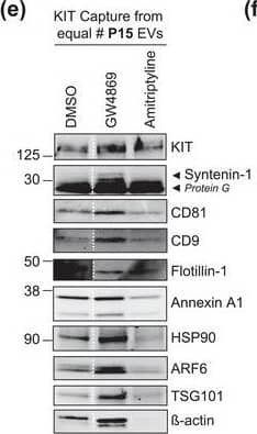 The protein loading of KIT‐EVs shifts among vesicle subtypes after cell treatment with SMase inhibitors. (A) Viability assessment of HMC‐1.1 cells at the end of the 16 h treatment with DMSO (vehicle control), 10 μM GW4869 (n‐SMase inhibitor) or 10 μM amitriptyline (a‐SMase inhibitor) to control for potential drug‐induced cell death. Data are presented as mean ± S.D. from three independent experiments, normalized to the control. (B, C) EVs released by control‐ or inhibitor‐treated HMC‐1.1 cells were pelleted as P15 (B) or P120 (C) EVs and evaluated by nanoparticle tracking. The sum of P15 (B) or P120 (C) EVs (ranging from 0 to 250 nm) released under each condition was plotted. Representative data are shown as mean ± S.D. from five repetitions. Ns, not significant; **, 0.0011; ****p < 0.0001 (two‐tailed, unpaired Student t‐test). (D) Total lysates (30 μg) of DMSO‐ or inhibitor‐treated cells were analyzed by immunoblotting with the indicated antibodies. (E,F) KIT‐EVs were captured with an antibody against N‐terminal KIT from P15 (3.4 × 108 EVs) (E) or P120 (2.6 × 109 EVs) (F) vesicles released by control, GW4869‐ or amitriptyline‐treated cells. Total KIT‐EV lysates were evaluated by Western blotting; representative blots are shown. (G,H) Signal intensities of proteins in KIT‐EVs (E,F) were quantified and normalized to the DMSO control. Up‐ or down‐regulation (indicated by arrows) of protein content in P15 and P120 KIT‐EVs in response to GW4869 (G) or amitriptyline (H) is displayed in Volcano graphs (n = 3). The q‐value is the FDR‐adjusted p‐value, and the dashed line indicates the significance threshold. In D, E and F, dashed lines imply lanes from the same blot that were not loaded contiguously Image collected and cropped by CiteAb from the following open publication (//pubmed.ncbi.nlm.nih.gov/36239715), licensed under a CC-BY license. Not internally tested by R&D Systems.