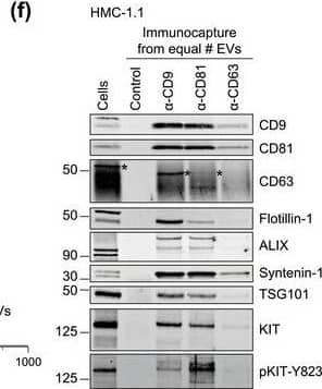 HMC‐1‐derived EVs contain KIT and canonical EV protein markers. (A, B) Detection of canonical EV marker (A) and mast cell marker proteins (B) as well as calreticulin as an exclusion marker in HMC‐1.1 and HMC‐1.2 cells and secreted EVs. 30 μg of protein of cell or EV lysates were separated by SDS‐PAGE, blotted and probed with the indicated antibodies. (C) HMC‐1.1‐derived EVs were separated from soluble protein by size exclusion chromatography (SEC; qEVoriginal70) and eluted as pooled fractions F7‐F11, followed by filter concentration. Cell (30 μg) and EV lysates (15 μg) were analyzed by immunoblotting with the indicated antibodies. The dashed line indicates the samples were run on the same blot, but not in contiguous lanes. (D) A representative graph showing the concentration and size measurement of SEC‐isolated EVs (C) by nanoparticle tracking. The average profile of five workflow repetitions is displayed. (E) Workflow of the immunocapture of EV subpopulations. EVs are bulk‐isolated from pre‐cleared cell culture media by PEG‐precipitation and incubated with antibody‐conjugated beads allowing for immunocapture of specific EV subpopulations. (F) Representative Western blot of CD9‐, CD81‐ and CD63‐immunocaptured EVs. Each bead capture was performed from an equal number of HMC‐1.1‐derived EVs (1.9 × 1010 EVs). Unconjugated beads served as a negative control. The presence of canonical EV protein markers as well as KIT in the EV subpopulations were determined by immunoblotting. *, signal from previous probing with a flotillin‐1 antibody Image collected and cropped by CiteAb from the following open publication (//pubmed.ncbi.nlm.nih.gov/36239715), licensed under a CC-BY license. Not internally tested by R&D Systems.