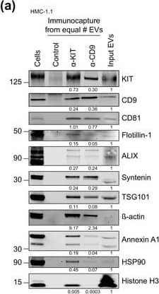 KIT‐captured EVs reveal distinct EV marker profiles compared to CD9‐enriched vesicles. (A) Comparison of KIT‐ vs. CD9‐captured EV populations. Each EV immunoprecipitation was performed from an equal number of EVs (3.5 × 1010 EVs),&the protein content was assessed by immunoblotting. Unconjugated beads served as a negative control. KIT‐EV immunocapture was performed with an antibody against N‐terminal KIT. Representative blots are shown. Signal intensities of precipitated proteins normalized to the adjusted shown input (the input equalled 8.9% of the starting material of an IP)&indicated below each blot. Cell lysates (30 μg) loaded in the first lane. Image collected & cropped by CiteAb from the following open publication (//pubmed.ncbi.nlm.nih.gov/36239715), licensed under a CC-BY license. Not internally tested by R&D Systems.