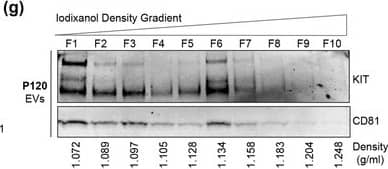 KIT‐EVs are released as heterogeneous subpopulations with different physical properties. (A) Cell culture supernatant was subjected to differential ultracentrifugation to obtain P15 and P120 EV pellets, as illustrated. Where indicated, P15 and P120 EVs were further separated by iodixanol density gradients. Vesicles from each density fraction were pelleted and analyzed. (B) P15 and P120 EVs obtained from HMC‐1.1 cells were analyzed by nanoparticle tracking. Representative concentration and size profiles averaged from five workflow repetitions are depicted. The averaged percentage (%) of different size ranges within the P15 or P120 population is shown on top (bar chart). (C) Representative Western blot of HMC‐1.1 cell, P15 and P120 EV lysates (30 μg) probed with the indicated antibodies. (D, E) HMC‐1.1‐derived P15 (D) or P120 (E) EV pellets were separated by density gradients and the vesicles from each fraction (F1‐F10) were analyzed by nanoparticle tracking for concentration (particles/ml), shown as box plots, and size (represented as average mode, nm), shown as a line graph. Data in the box plots represent the median with the whiskers indicating minimum and maximum values; data in the line graph are represented as mean ± S.D. from five repetitions. Representative results are shown. (F, G) Representative immunoblots showing the presence of KIT and annexin A1 in P15 EV fractions (F) and KIT and CD81 in P120 EV fractions (G). The density (g/ml) of each fraction is indicated below Image collected and cropped by CiteAb from the following open publication (//pubmed.ncbi.nlm.nih.gov/36239715), licensed under a CC-BY license. Not internally tested by R&D Systems.