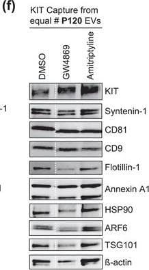 The protein loading of KIT‐EVs shifts among vesicle subtypes after cell treatment with SMase inhibitors. (A) Viability assessment of HMC‐1.1 cells at the end of the 16 h treatment with DMSO (vehicle control), 10 μM GW4869 (n‐SMase inhibitor) or 10 μM amitriptyline (a‐SMase inhibitor) to control for potential drug‐induced cell death. Data are presented as mean ± S.D. from three independent experiments, normalized to the control. (B, C) EVs released by control‐ or inhibitor‐treated HMC‐1.1 cells were pelleted as P15 (B) or P120 (C) EVs and evaluated by nanoparticle tracking. The sum of P15 (B) or P120 (C) EVs (ranging from 0 to 250 nm) released under each condition was plotted. Representative data are shown as mean ± S.D. from five repetitions. Ns, not significant; **, 0.0011; ****p < 0.0001 (two‐tailed, unpaired Student t‐test). (D) Total lysates (30 μg) of DMSO‐ or inhibitor‐treated cells were analyzed by immunoblotting with the indicated antibodies. (E,F) KIT‐EVs were captured with an antibody against N‐terminal KIT from P15 (3.4 × 108 EVs) (E) or P120 (2.6 × 109 EVs) (F) vesicles released by control, GW4869‐ or amitriptyline‐treated cells. Total KIT‐EV lysates were evaluated by Western blotting; representative blots are shown. (G,H) Signal intensities of proteins in KIT‐EVs (E,F) were quantified and normalized to the DMSO control. Up‐ or down‐regulation (indicated by arrows) of protein content in P15 and P120 KIT‐EVs in response to GW4869 (G) or amitriptyline (H) is displayed in Volcano graphs (n = 3). The q‐value is the FDR‐adjusted p‐value, and the dashed line indicates the significance threshold. In D, E and F, dashed lines imply lanes from the same blot that were not loaded contiguously Image collected and cropped by CiteAb from the following open publication (//pubmed.ncbi.nlm.nih.gov/36239715), licensed under a CC-BY license. Not internally tested by R&D Systems.