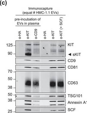 KIT‐EV immunocapture of LAD2 huMC EVs and KIT‐EV recovery from spiked plasma. (A) Cytokine‐starved LAD2 huMCs were treated or not with stem cell factor (SCF; 100 ng/ml) for 2 h in HEPES‐BSA buffer. Cell lysates (30 μg) were analyzed by immunoblotting with the indicated antibodies. (B) EVs released into the supernatant by 18 × 106 LAD2 cells treated or not with SCF for 2 h were sedimented by differential ultracentrifugation into P15 and P120 EVs. KIT‐EV immunocapture was performed (KIT antibody AF332) from all sedimented LAD2 P15 and P120 EVs. The total bead elution was loaded and analyzed by Western blotting with the indicated antibodies. Input EV lysates (5 × 108) were included. Representative blots are shown. (C) HMC‐1.1 cell line‐derived EVs (1.2 × 1010 EVs) were incubated or not in human normal plasma and captured with a KIT antibody (AF332) or by CD9 antibody‐conjugated beads. A goat HA antibody served as a negative isotype control. Representative blots are shown. sKIT, soluble KIT that is present in plasma. Dashed lines imply lanes from the same blot that were not loaded contiguously Image collected and cropped by CiteAb from the following open publication (//pubmed.ncbi.nlm.nih.gov/36239715), licensed under a CC-BY license. Not internally tested by R&D Systems.