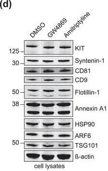 The protein loading of KIT‐EVs shifts among vesicle subtypes after cell treatment with SMase inhibitors. (A) Viability assessment of HMC‐1.1 cells at the end of the 16 h treatment with DMSO (vehicle control), 10 μM GW4869 (n‐SMase inhibitor) or 10 μM amitriptyline (a‐SMase inhibitor) to control for potential drug‐induced cell death. Data are presented as mean ± S.D. from three independent experiments, normalized to the control. (B, C) EVs released by control‐ or inhibitor‐treated HMC‐1.1 cells were pelleted as P15 (B) or P120 (C) EVs and evaluated by nanoparticle tracking. The sum of P15 (B) or P120 (C) EVs (ranging from 0 to 250 nm) released under each condition was plotted. Representative data are shown as mean ± S.D. from five repetitions. Ns, not significant; **, 0.0011; ****p < 0.0001 (two‐tailed, unpaired Student t‐test). (D) Total lysates (30 μg) of DMSO‐ or inhibitor‐treated cells were analyzed by immunoblotting with the indicated antibodies. (E,F) KIT‐EVs were captured with an antibody against N‐terminal KIT from P15 (3.4 × 108 EVs) (E) or P120 (2.6 × 109 EVs) (F) vesicles released by control, GW4869‐ or amitriptyline‐treated cells. Total KIT‐EV lysates were evaluated by Western blotting; representative blots are shown. (G,H) Signal intensities of proteins in KIT‐EVs (E,F) were quantified and normalized to the DMSO control. Up‐ or down‐regulation (indicated by arrows) of protein content in P15 and P120 KIT‐EVs in response to GW4869 (G) or amitriptyline (H) is displayed in Volcano graphs (n = 3). The q‐value is the FDR‐adjusted p‐value, and the dashed line indicates the significance threshold. In D, E and F, dashed lines imply lanes from the same blot that were not loaded contiguously Image collected and cropped by CiteAb from the following open publication (//pubmed.ncbi.nlm.nih.gov/36239715), licensed under a CC-BY license. Not internally tested by R&D Systems.