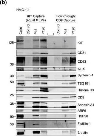 Mast cells produce microvesicle (P15)‐&exosome (P120)‐like KIT‐EVs. (B) KIT‐EVs purified from P15 or P120 EVs (8.9 × 109 EVs) by immunoprecipitation with an antibody against N‐terminal KIT. EVs in the flow‐through captured with CD9‐conjugated beads. Unconjugated beads&a mix of P15&P120 vesicles used as a negative control. Cell lysates (30 μg)&EV eluates analyzed by WB with the indicated antibodies. Representative blots are shown. *, indicates bands arising from protein G.  Image collected & cropped by CiteAb from the following open publication (//pubmed.ncbi.nlm.nih.gov/36239715), licensed under a CC-BY license. Not internally tested by R&D Systems.