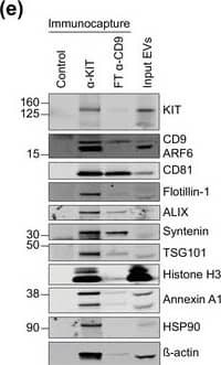 KIT‐captured EVs reveal distinct EV marker profiles compared to CD9‐enriched vesicles. (E) Representative immunoblot of bead‐captured KIT‐positive (second lane)&CD9(+)/KIT(‐) EVs from the flow‐through (third lane). Unconjugated beads used as a negative control (first lane). KIT immunocapture was performed with an antibody against N‐terminal KIT from 2.4 × 1010 EVs. FT, flow‐through. Image collected & cropped by CiteAb from the following open publication (//pubmed.ncbi.nlm.nih.gov/36239715), licensed under a CC-BY license. Not internally tested by R&D Systems.