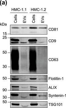 HMC‐1‐derived EVs contain KIT and canonical EV protein markers. (A, B) Detection of canonical EV marker (A) and mast cell marker proteins (B) as well as calreticulin as an exclusion marker in HMC‐1.1 and HMC‐1.2 cells and secreted EVs. 30 μg of protein of cell or EV lysates were separated by SDS‐PAGE, blotted and probed with the indicated antibodies. (C) HMC‐1.1‐derived EVs were separated from soluble protein by size exclusion chromatography (SEC; qEVoriginal70) and eluted as pooled fractions F7‐F11, followed by filter concentration. Cell (30 μg) and EV lysates (15 μg) were analyzed by immunoblotting with the indicated antibodies. The dashed line indicates the samples were run on the same blot, but not in contiguous lanes. (D) A representative graph showing the concentration and size measurement of SEC‐isolated EVs (C) by nanoparticle tracking. The average profile of five workflow repetitions is displayed. (E) Workflow of the immunocapture of EV subpopulations. EVs are bulk‐isolated from pre‐cleared cell culture media by PEG‐precipitation and incubated with antibody‐conjugated beads allowing for immunocapture of specific EV subpopulations. (F) Representative Western blot of CD9‐, CD81‐ and CD63‐immunocaptured EVs. Each bead capture was performed from an equal number of HMC‐1.1‐derived EVs (1.9 × 1010 EVs). Unconjugated beads served as a negative control. The presence of canonical EV protein markers as well as KIT in the EV subpopulations were determined by immunoblotting. *, signal from previous probing with a flotillin‐1 antibody Image collected and cropped by CiteAb from the following open publication (//pubmed.ncbi.nlm.nih.gov/36239715), licensed under a CC-BY license. Not internally tested by R&D Systems.