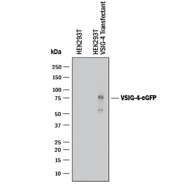 Western blot shows lysates of HEK293T human embryonic kidney cell line (wild type) and HEK293T human embryonic kidney cell line transfected with human VSIG4. PVDF membrane was probed with 2 µg/mL of Rabbit Anti-Human VSIG4 Monoclonal Antibody (Catalog # MAB46461) followed by HRP-conjugated Anti-Rabbit IgG Secondary Antibody (HAF008). A specific band was detected for VSIG4 at approximately 75 kDa (as indicated). This experiment was conducted under reducing conditions and using Western Blot Buffer Group 1.