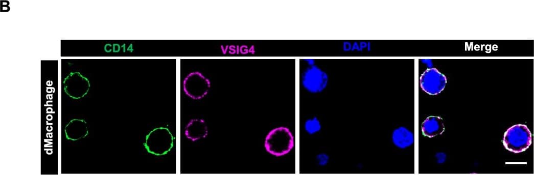 dNK cells from normal pregnancy express the natural ligand of VSIG4. A Gene expression levels of VSIG4 in peripheral blood NK cells (pNK), peripheral blood monocytes (pM), decidual macrophages (dM), and decidual NK cells (dNK). B Fluorescence image depicting the expression of VSIG4 protein on decidual macrophages. C Biological processes that are significantly enriched in Sankey dot pathway enrichment analysis of the upregulated genes of dNK relative to pNK. D Heat map of differential genes in complement and coagulation cascade pathways, n = 3 per group. E Gene set enrichment analysis (GSEA) revealed an increase in complement and coagulation cascade pathways (enrichment plot: COMPLEMENT AND COAGULATION CASCADES PATHWAYS, HSA04610) in dNK cells compared with pNK cells, n = 3 per group. F qPCR validation of the differential expression of the C3 gene in dNK cells and pNK cells. G CLSM images showing the secretion of C3b in pNKs and dNKs. The images were captured using the same parameters. Scale bars = 5 μm. H Statistical histogram of C3b mean fluorescence intensity of each decidual or peripheral NK cell. P values have been determined by two-tailed unpaired t-test Image collected and cropped by CiteAb from the following open publication (//translational-medicine.biomedcentral.com/articles/10.1186/s12967-024-05829-w), licensed under a CC-BY license. Not internally tested by R&D Systems.