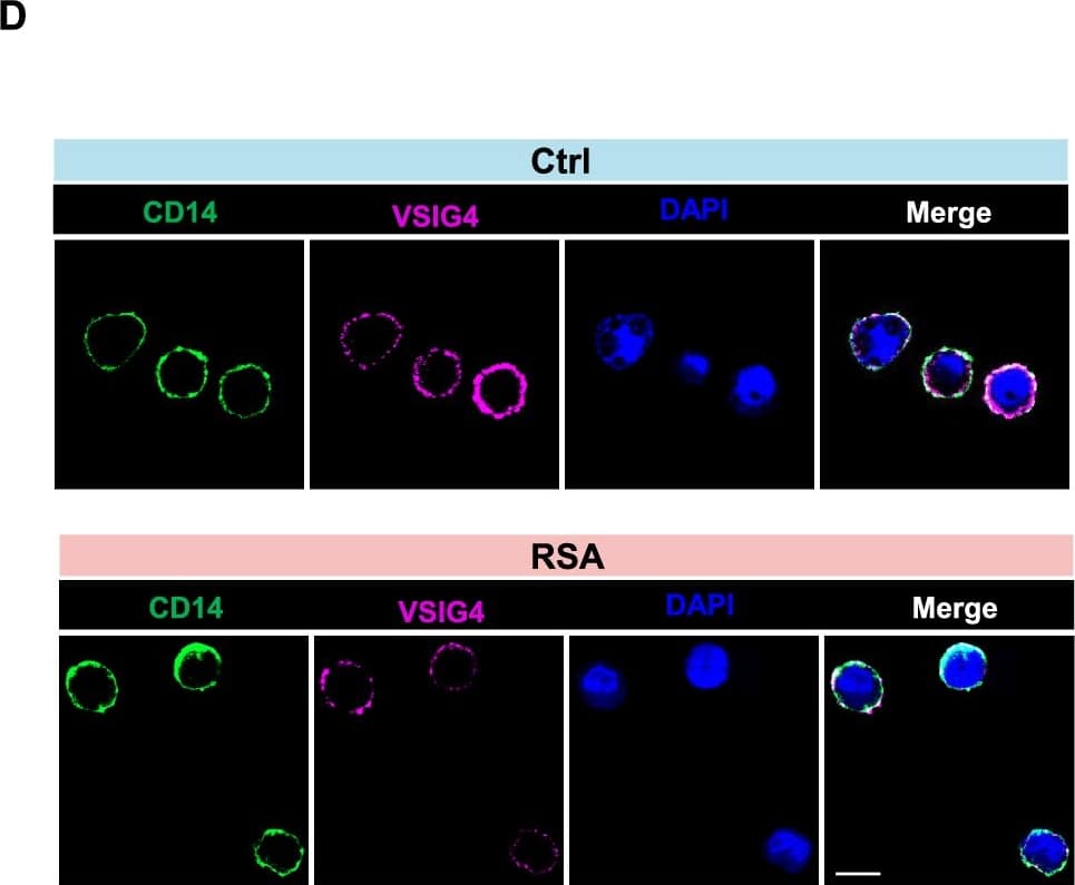 VSIG4 blockade impairs C3b induced macrophages polarization. A Uniform manifold approximation and projection (UMAP) of single-cell RNA-seq from human decidual immune cells isolated from patients with RSA and healthy controls. The single-cell RNA sequencing data used in this study were previously published by Guo [9]. B Feature plot showed ICAM1 and VSIG4 expression in the different clusters between Ctrl vs. RSA as defined in (A). C Gene expression levels of VSIG4 and ICAM1 in decidual macrophages from normal pregnancies and RSA patients. D CLSM images showing the expression of VSIG4 protein in decidual macrophages from normal pregnancies and RSA patients. Scale bars = 5 μm. E Statistical histogram of VSIG4 mean fluorescence intensity of each decidual macrophages from normal pregnancies (n = 3) and RSA patients (n = 3). F Gene expression levels of IL1B, IL6 and TNF in macrophages with or without the addition of VSIG4 blocking antibody during co-culture with dNK. G Representative mean fluorescence intensity of CD80 (upper panel) or CD206 (lower panel) in macrophages with or without the addition of VSIG4 blocking antibody during co-culture with dNK. Experiments were repeated for 3 independent times. P values have been determined by two-tailed paired t-test Image collected and cropped by CiteAb from the following open publication (//translational-medicine.biomedcentral.com/articles/10.1186/s12967-024-05829-w), licensed under a CC-BY license. Not internally tested by R&D Systems.