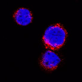 VSIG4 was detected in immersion fixed THP‑1 human acute monocytic leukemia cell line using Mouse Anti-Human VSIG4 Monoclonal Antibody (Catalog # MAB46463) at 25 &micro;g/mL for 3 hours at room temperature. Cells were stained using the NorthernLights&trade; 557-conjugated Anti-Mouse IgG Secondary Antibody (red, NL007) and counterstained with DAPI (blue). Specific staining was localized to cytoplasm. Staining was performed using our protocol for Fluorescent ICC Staining of Non-adherent Cells.