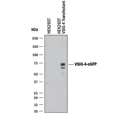 Western blot shows lysates of HEK293T human embryonic kidney cell line (wild type) and HEK293T human embryonic kidney cell line transfected with human VSIG4. PVDF membrane was probed with 1 µg/mL of Mouse Anti-Human VSIG4 Monoclonal Antibody (Catalog # MAB46463) followed by HRP-conjugated Anti-Mouse IgG Secondary Antibody (HAF018). A specific band was detected for VSIG4 at approximately 75 kDa (as indicated). This experiment was conducted under reducing conditions and using Western Blot Buffer Group 1.