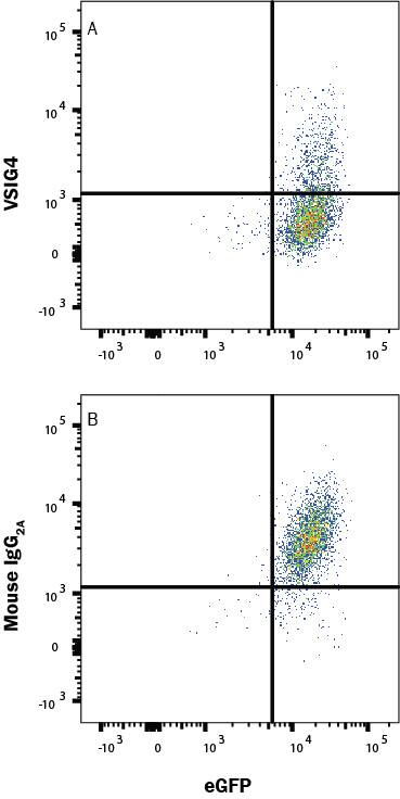 In a functional flow cytometry test, Recombinant Human Siglec-7/Fc protein (1138-SL) binds to HEK293 human embryonic kidney cell line transfected with recombinant human VSIG4 and eGFP. (A) Binding is completely blocked by 50 µg/mL of Mouse Anti-Human VSIG4 Monoclonal Antibody (Catalog # MAB46464) but not by (B) Mouse IgG2A Isotype Control (MAB003). Protein binding was detected with Mouse Anti-Human IgG Fc APC-conjugated Monoclonal Antibody (FAB110A). Staining was performed using our Staining Membrane-Associated Proteins protocol.