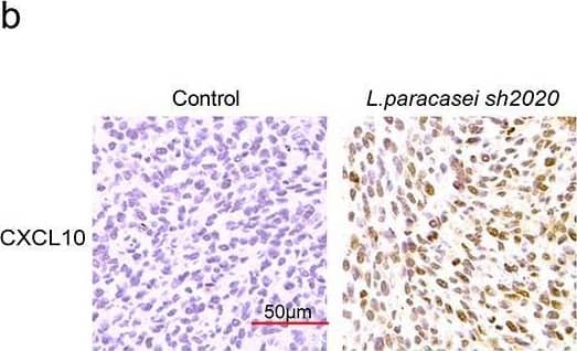 L. paracasei sh2020 promoted the expression and secretion of CXCL10 in vivo and in vitro. (a) The expression of CXCL9, CXCL10 and CXCL11 in tumor tissues from control and L. paracasei sh2020-treated mice was detected by qRT-PCR. (b-c) Representative images (b) and quantification (c) of IHC staining of CXCL10 in the tumor tissues from control and L. paracasei sh2020-treated tumors. (d) Tumor growth in each group. (e) The levels of CXCL10 in the conditioned medium. (f-g) Tumor growth in the tumor-bearing mice with intratumoral injection of L. paracasei sh2020 (n = 5–6). (h-i) Representative images (h) and quantification (i) of IHC staining of CXCL10 and CD8 in each group (n = 4–5). (j) The serum levels of CXCL10 were examined by ELISA. ns, no significant difference, *P < .05, **P < .01, ***P < .001. Image collected and cropped by CiteAb from the following open publication (//pubmed.ncbi.nlm.nih.gov/35259052), licensed under a CC-BY license. Not internally tested by R&D Systems.